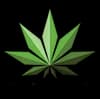 Green Klub - licensed Presidential retailer in New York, New York